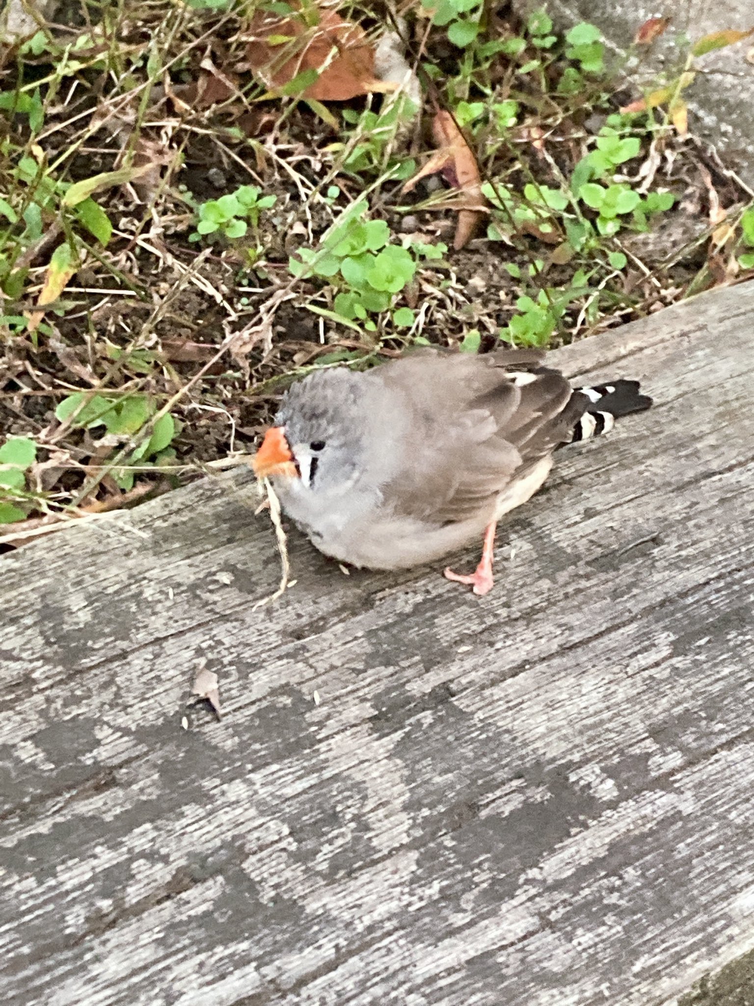 キンカチョウ保護 Twitter Search Twitter
