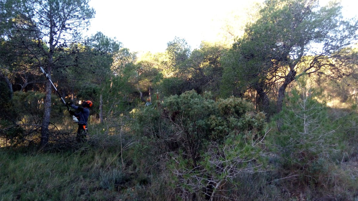 Si le quitamos escaleras al #IncendioForestal, no podrá subirse a las copas... #SelviculturaPreventiva #Sostenibilidad #GestiónForestal #Prevención #IncendiosForestales #ManejoDelCombustible #IncendiosForestales #IIFF 

Trabajos forestales en el @GVAparcs del Túria @Guardian_UIA