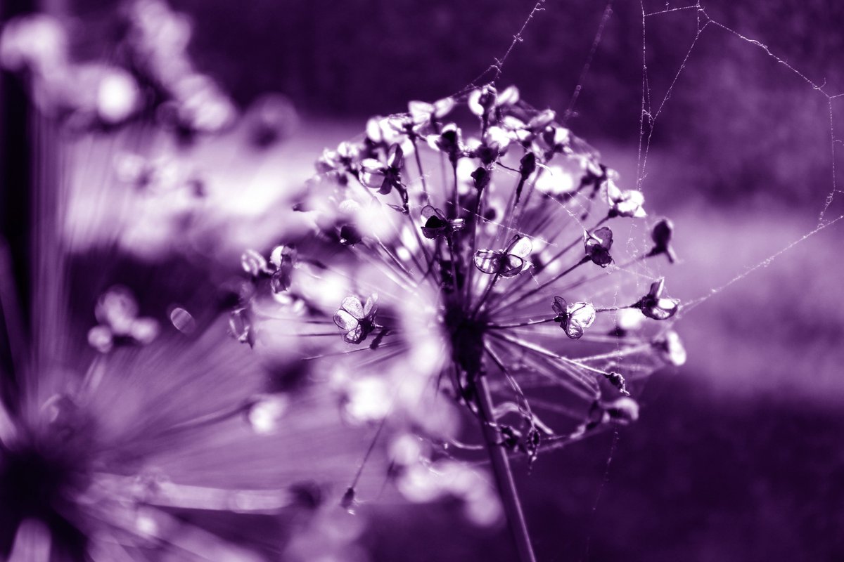 Der erste Advent steht vor der Tür - und auch eine neue #Handlungsempfehlung der Landeskirche:

➡️ landeskirche-hannovers.de/evlka-de/press…

#Corona