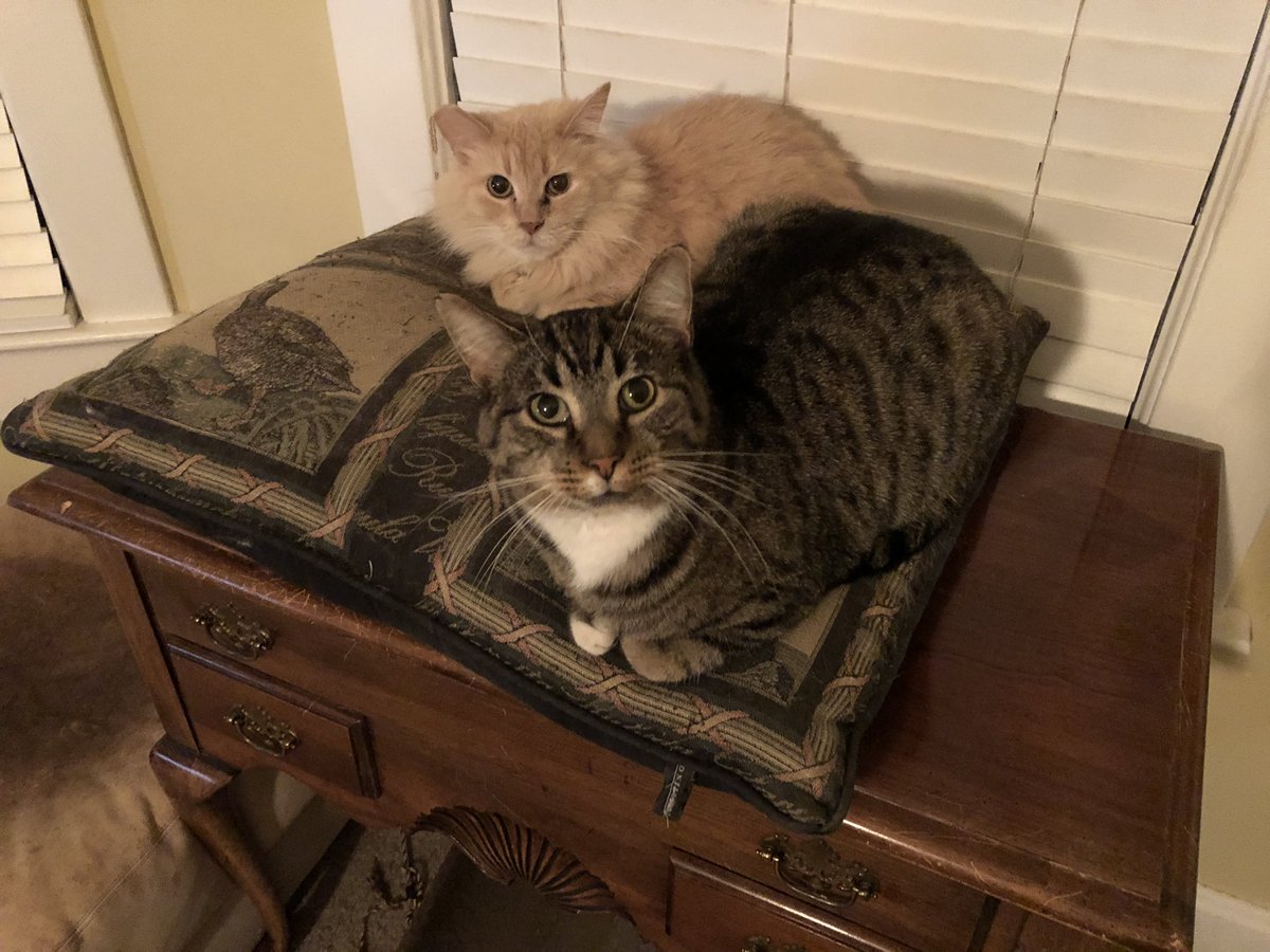helpingpaws13's tweet photo. Socks in front and Mr Meow in back say; โWe want to stay inside at home where itโs nice and quiet, and avoid the crazy Black Friday crowds at the stores.โ #CatsOfTwitter #catsontwitter #catsathome #catsavoidingcrowdsatstores #noblackfridaycrowdsforus #catsathomeinsteadofshopping https://t.co/6VT3Ovs1pQ