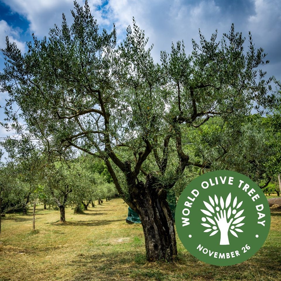 OakhurstOlives's tweet image. It's #WorldOliveTreeDay! ❤
World Olive Tree Day was proclaimed at the 40th session of the UNESCO General Conference in 2019 and takes place on 26 November every year! ❤
#olivetree #OakhurstOlives #SAOlive #SouthAfrica