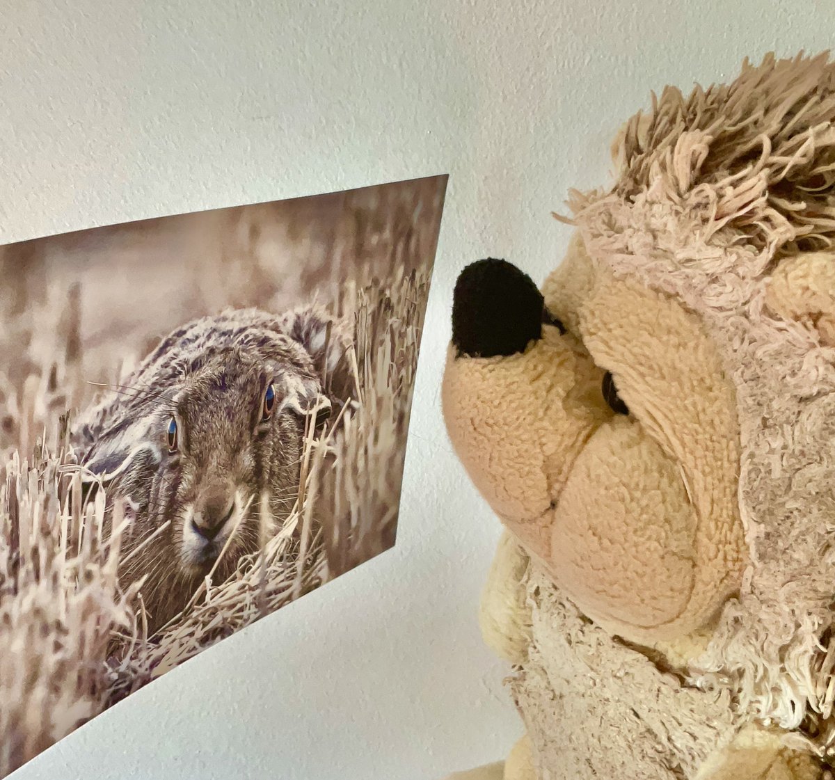 feathersandhills tweet media