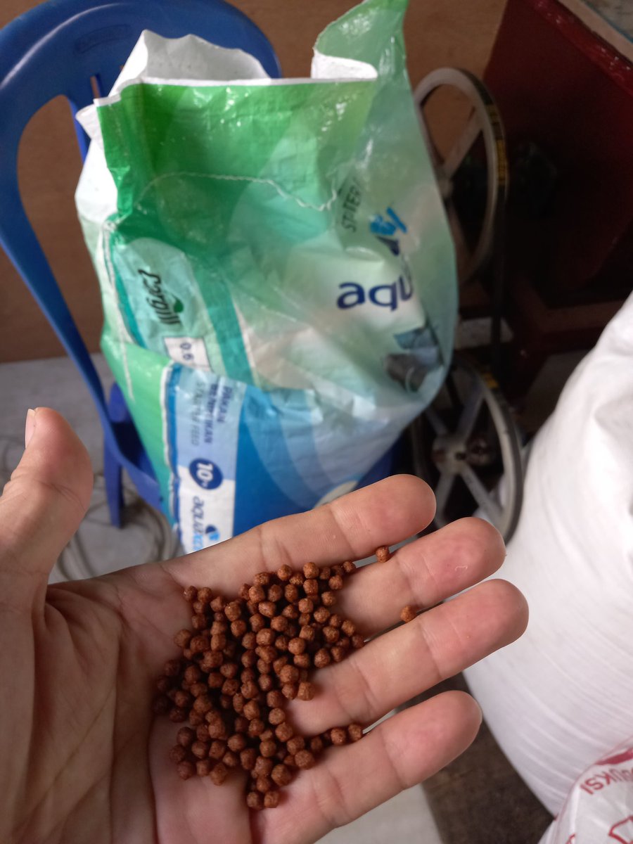 AM_Samarinda36's tweet photo. Jumat (26/11), AM, Luhkan Bantu Samarinda, di Unit Usaha Budikdamber, Penugasan siswa siswi praktek untuk memantau pakan dan pertumbuhan Ikan dalam ember, berkoordinasi perkembangannya ke dinas Perikanan Kota Smd (Bpk Budi Artha), #GiatLuhkanSatminkalTegal #Samarinda #Aktifitas https://t.co/2rP7qOdGqq