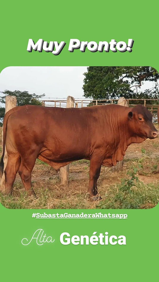 mergan_ve's tweet photo. Todos muy pendientes porque próximamente estaremos Subastando Alta Genética.🧬🐂

Quieres Participar como Vendedor o Comprador comunícate con nosotros.👍
#Merganve 
#AltaGenetica https://t.co/W2h8kL8l4j