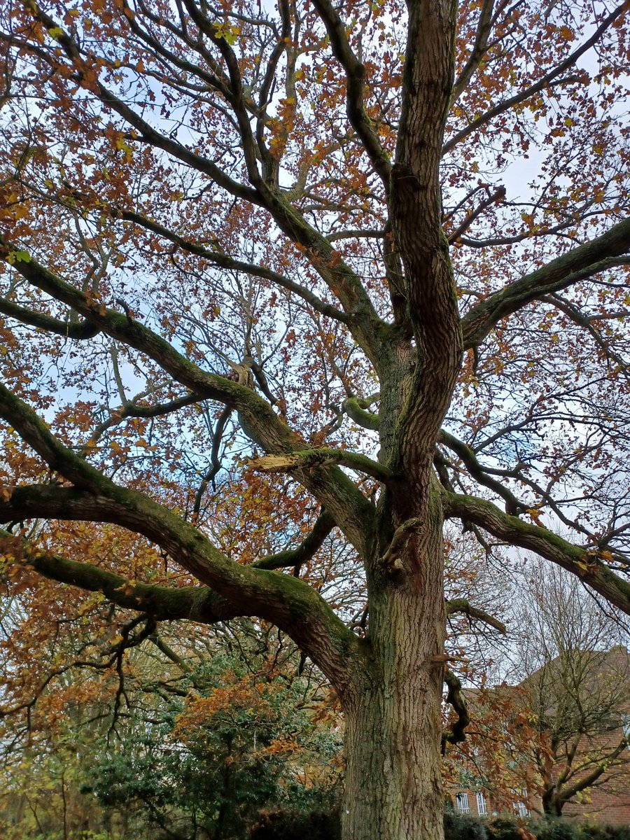 tracyhodge2's tweet photo. Rather fabby 1.5 mile toddler walk in the rainstorm, along the canal & through the woods! Well done to my 1year olds for walking all the way & loving it! Our Tunnel of Trees looked lovely as always! @pacey #nature #EarlyYears #NotJustABabySitter #EYFS βοΈβ€οΈ https://t.co/8mdwHuEizH