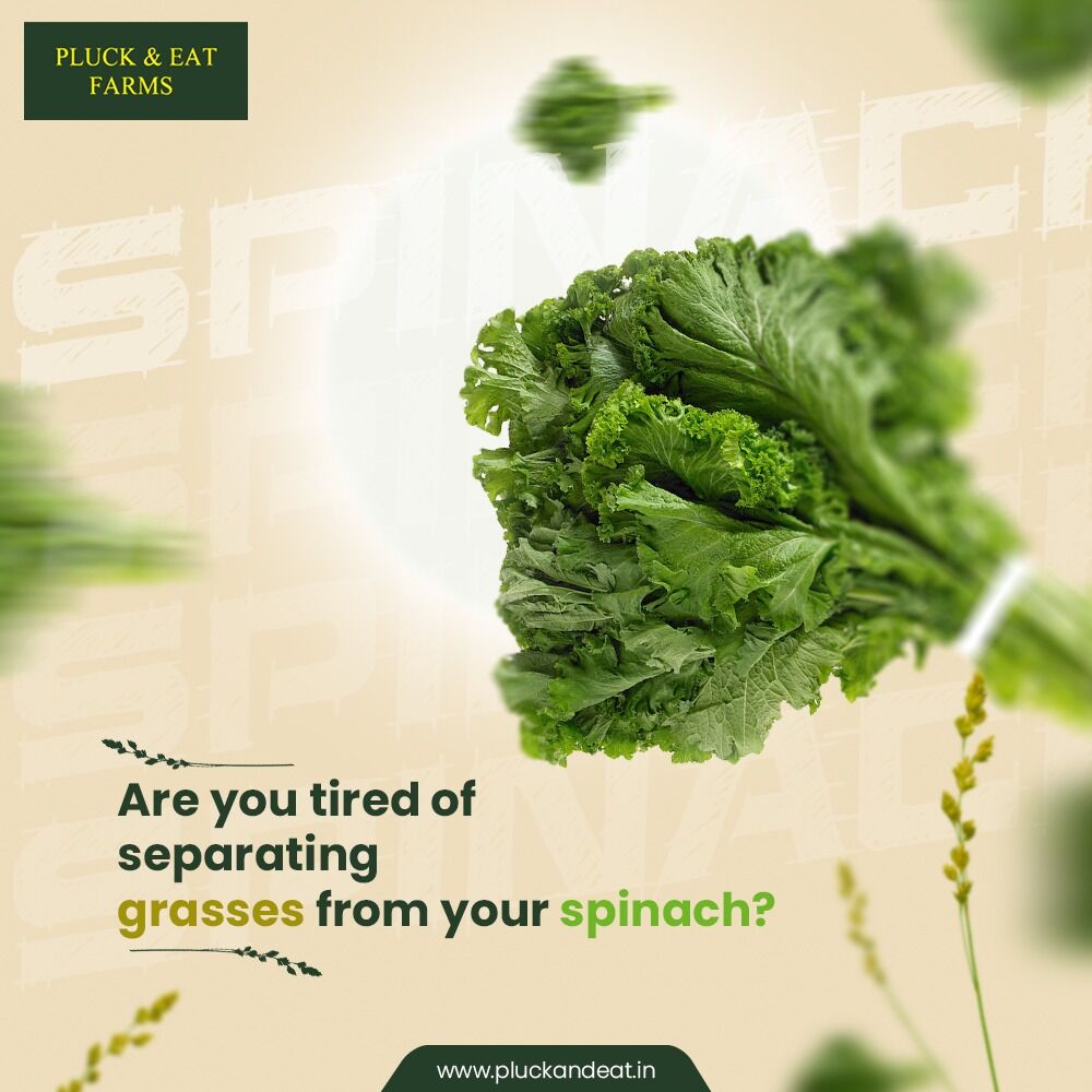 EatPluck's tweet photo. We make sure that weeds do not steal valuable nutrients from the soil that could have gone to your plant. With the hydroponic agricultural system, we wipe out the option of allowing the growth of the weeds altogether. 

#pluckandeat #pluckandeatfarms #hydroponicfarms #vegetables https://t.co/RJlbyBu8gW
