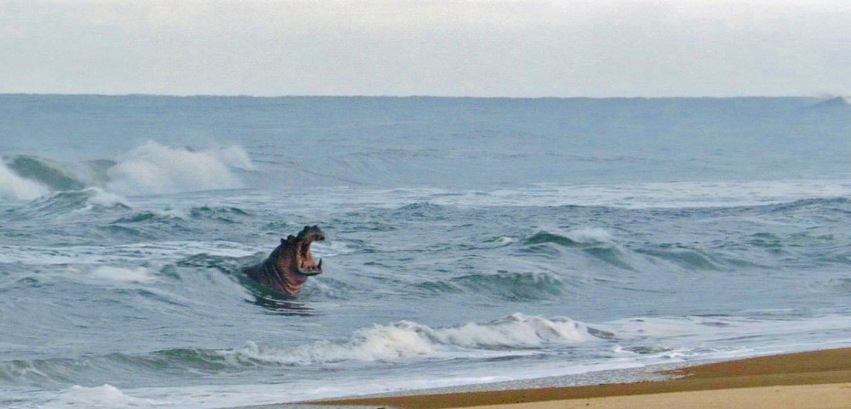 culture241's tweet image. Le saviez-vous ?  

Phénomène unique au monde, il n’y a que dans le Parc de Loango au Gabon 🇬🇦 que nous pouvons observer des hippopotames 🦛 sortir de la forêt pour aller s’abattre sur des vagues 🌊, ils sont appelés les hippopotames surfeurs ⤵️