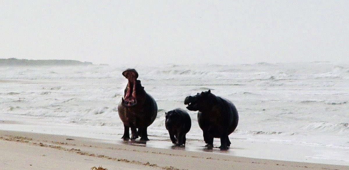 culture241's tweet image. Le saviez-vous ?  

Phénomène unique au monde, il n’y a que dans le Parc de Loango au Gabon 🇬🇦 que nous pouvons observer des hippopotames 🦛 sortir de la forêt pour aller s’abattre sur des vagues 🌊, ils sont appelés les hippopotames surfeurs ⤵️