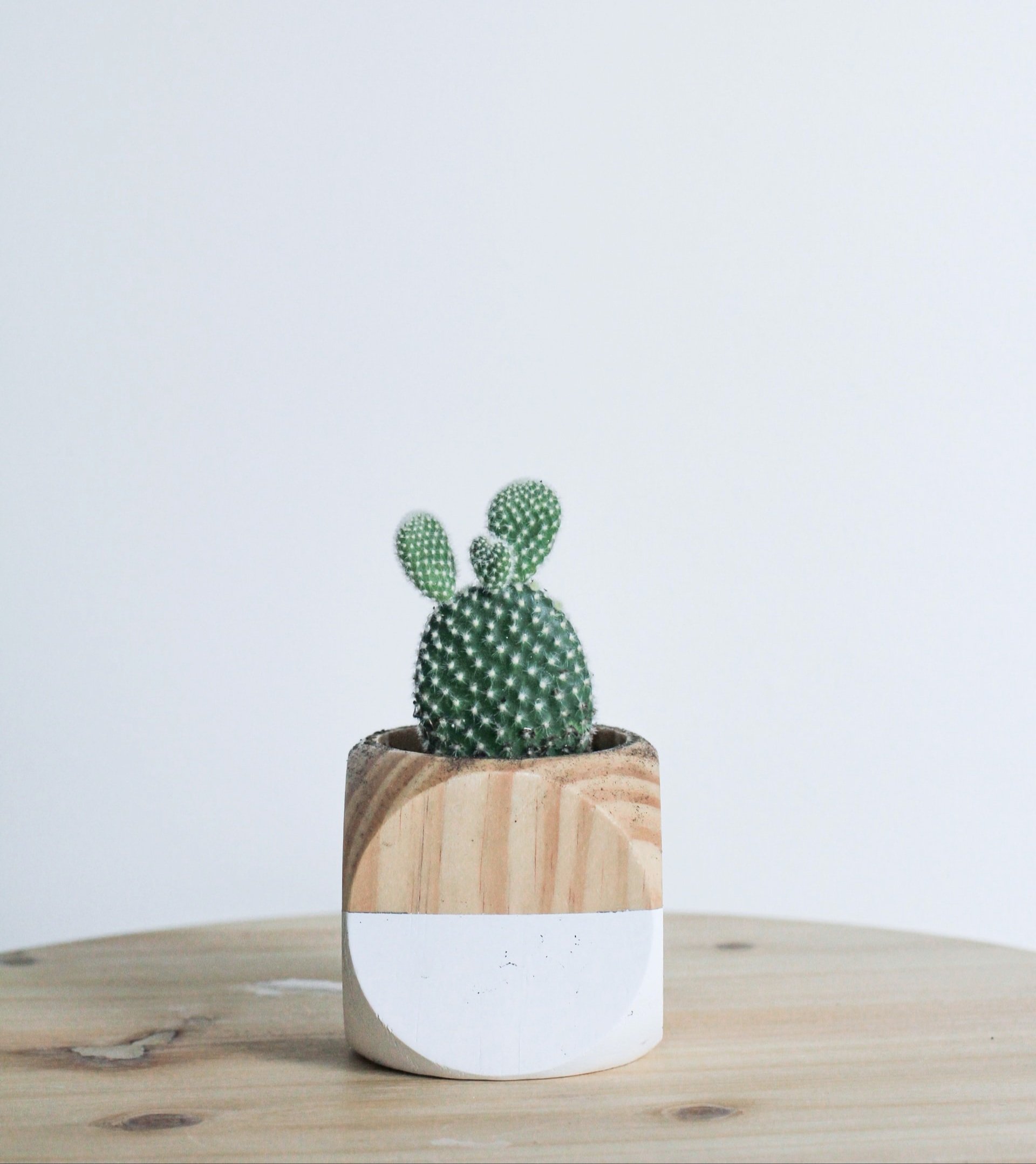 Cactus Tokyo 華金 今週もお疲れ様でした ウチワサボテンには 燃える心 熱愛 という華言葉があります 過酷な環境でも強く高く育ち 濃い黄色の花を咲かせることが由来 皆さんにはお気に入りの 花言葉 はありますか T Co