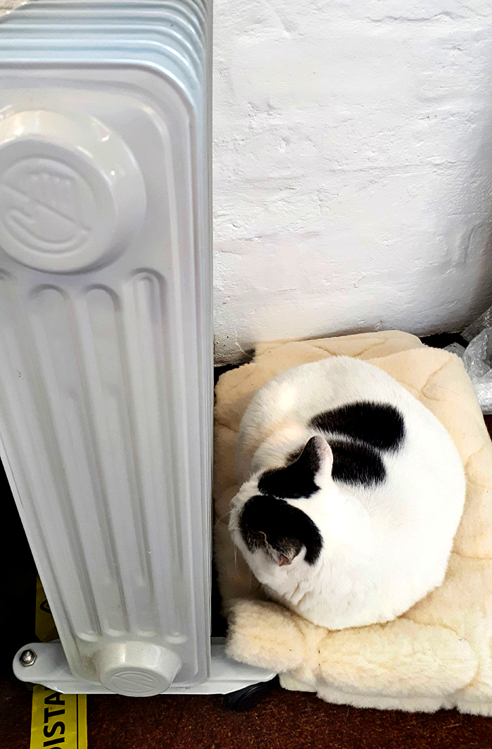 HayrackGallery's tweet photo. Come and join us for 'Nap Friday', we hope to give you a more relaxed pre-Christmas shopping experience here at the Old Dairy Farm Craft Centre. Bounty is happy to throw in some fuss with every visit. Take care and keep warm.
#shoplocal #ShopSmall #shopsafe #catsatwork #ODF35 https://t.co/iVttpQkN0K
