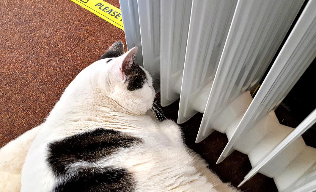 HayrackGallery's tweet photo. Come and join us for 'Nap Friday', we hope to give you a more relaxed pre-Christmas shopping experience here at the Old Dairy Farm Craft Centre. Bounty is happy to throw in some fuss with every visit. Take care and keep warm.
#shoplocal #ShopSmall #shopsafe #catsatwork #ODF35 https://t.co/iVttpQkN0K