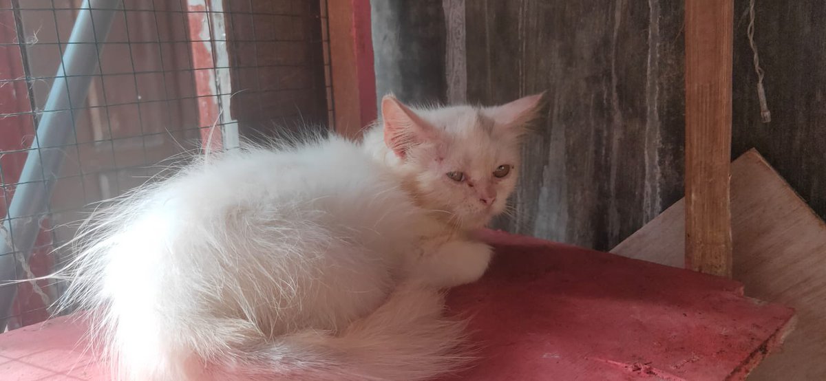hafidzafan's tweet photo. Open adopt free area Blitar 😊 https://t.co/zA1Ov1vlsJ