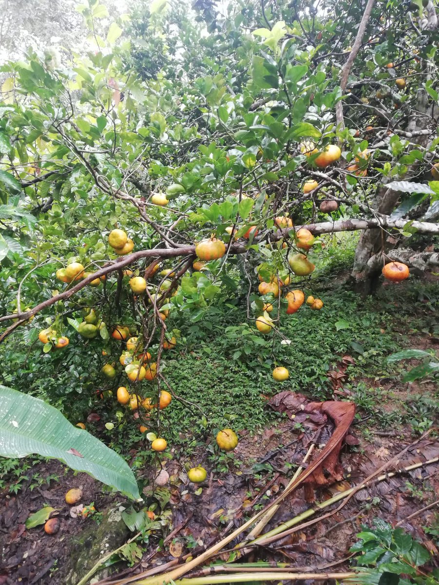 Alba Pinto tweet media