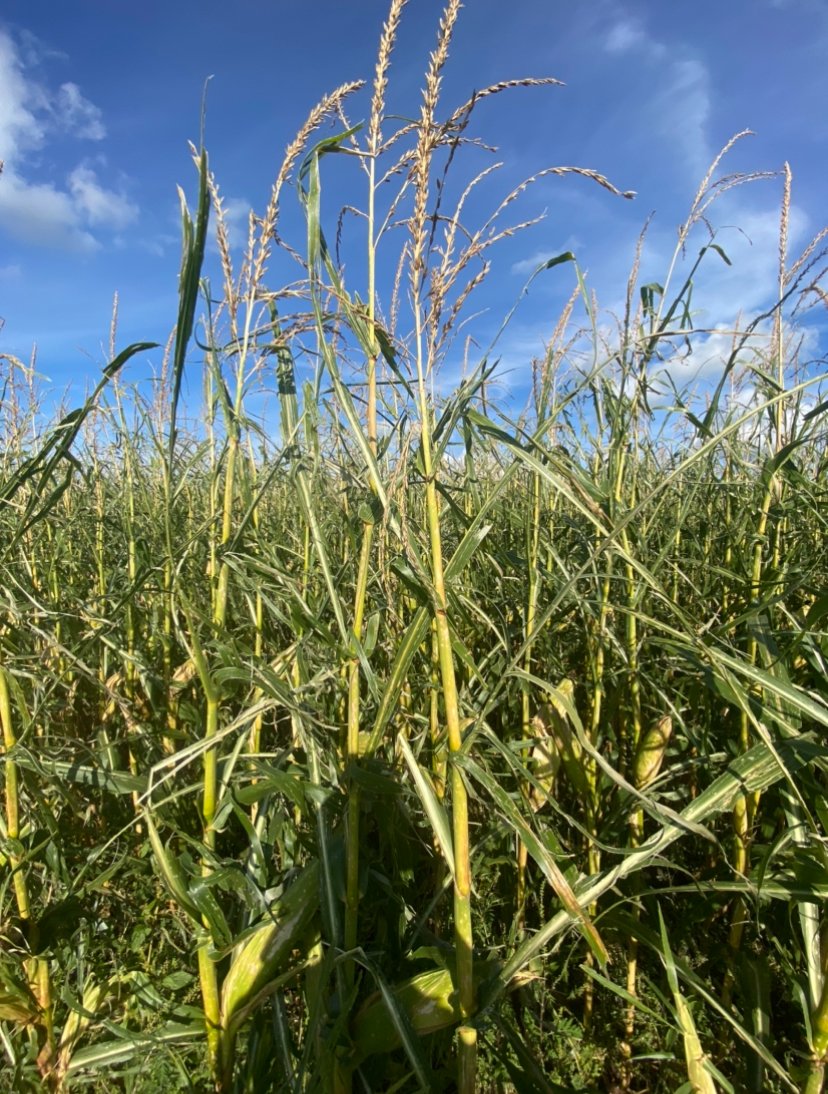 Ontario Ag: Looking to add more hail damage crop pictures to a presentation I am working on! Throw your best one on here with your location!! Wanting to see how wide spread this really was! Thank you (pic below.. damage outside of Tara after storm on Sept 14th)