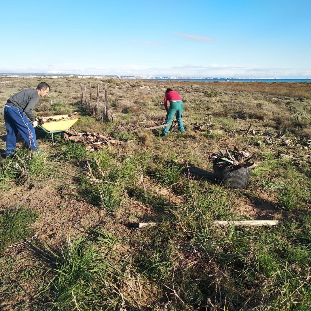 LSalinas184's tweet photo. Los compañeros de @asociacionanse ya han terminado de arrancar toda la vegetación de pitera #especiesexóticasinvasoras en las dunas de #lallana @SalinasSPedroPR 💪💪 en el marco del Proyecto #lifesalinas184
#lifeprogramme
#lifeproject
#instanse73 #especiesexoticas #parqueregional https://t.co/TCNFkqCzzO