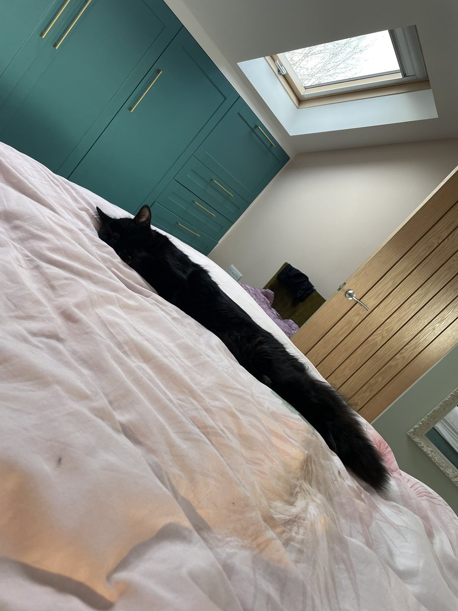 DottyOils's tweet photo. A feather duster with ears?
A Bruce stretching out with his floofy tail?
#cats #CatsOfTwitter #cat #blackcat #animals #FridayFeeling #fourleggedfriday https://t.co/RzntGh4zm4