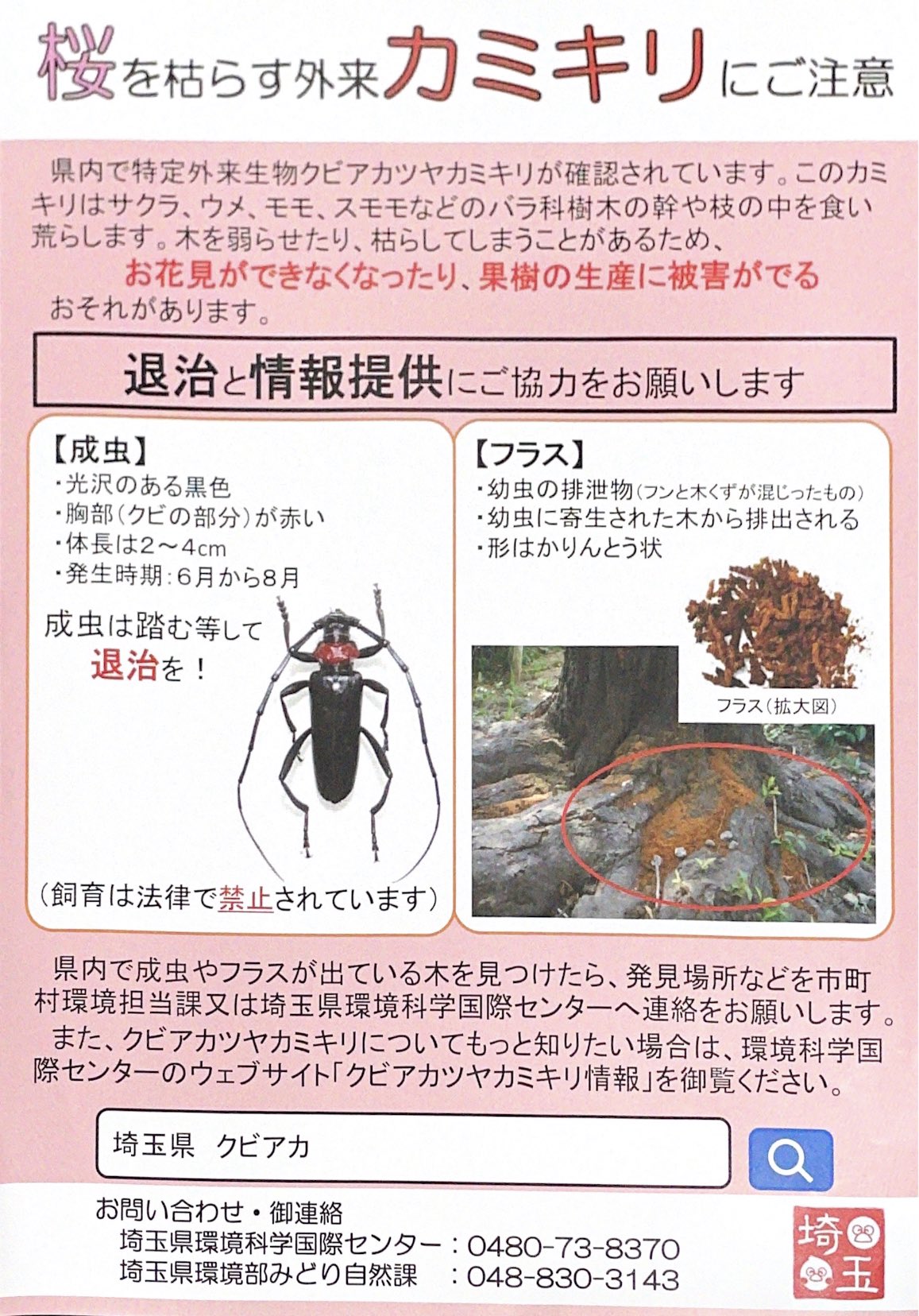 矢部正平 草加市議会議員 立憲民主党 草加市環境推進委員会で桜の木を枯らす特定外来生物のクリアカツヤカミキリの被害状況の確認をしました 駆除しても年々被害が拡大しています 花見が出来なくなるだけではなく倒木する危険もあるのでただの虫では