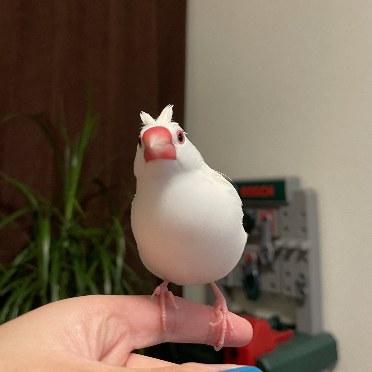 その髪型なに 文鳥に発生した寝癖 が特殊すぎてあまりにもかわいい おしゃれ 可愛すぎて死んだ Togetter