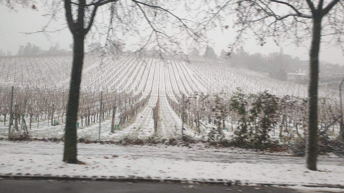 43erBim's tweet photo. Guten Tag schöne Winterwunderwelt! 
#Schnee #wienliebe https://t.co/OqtDvjM0lV