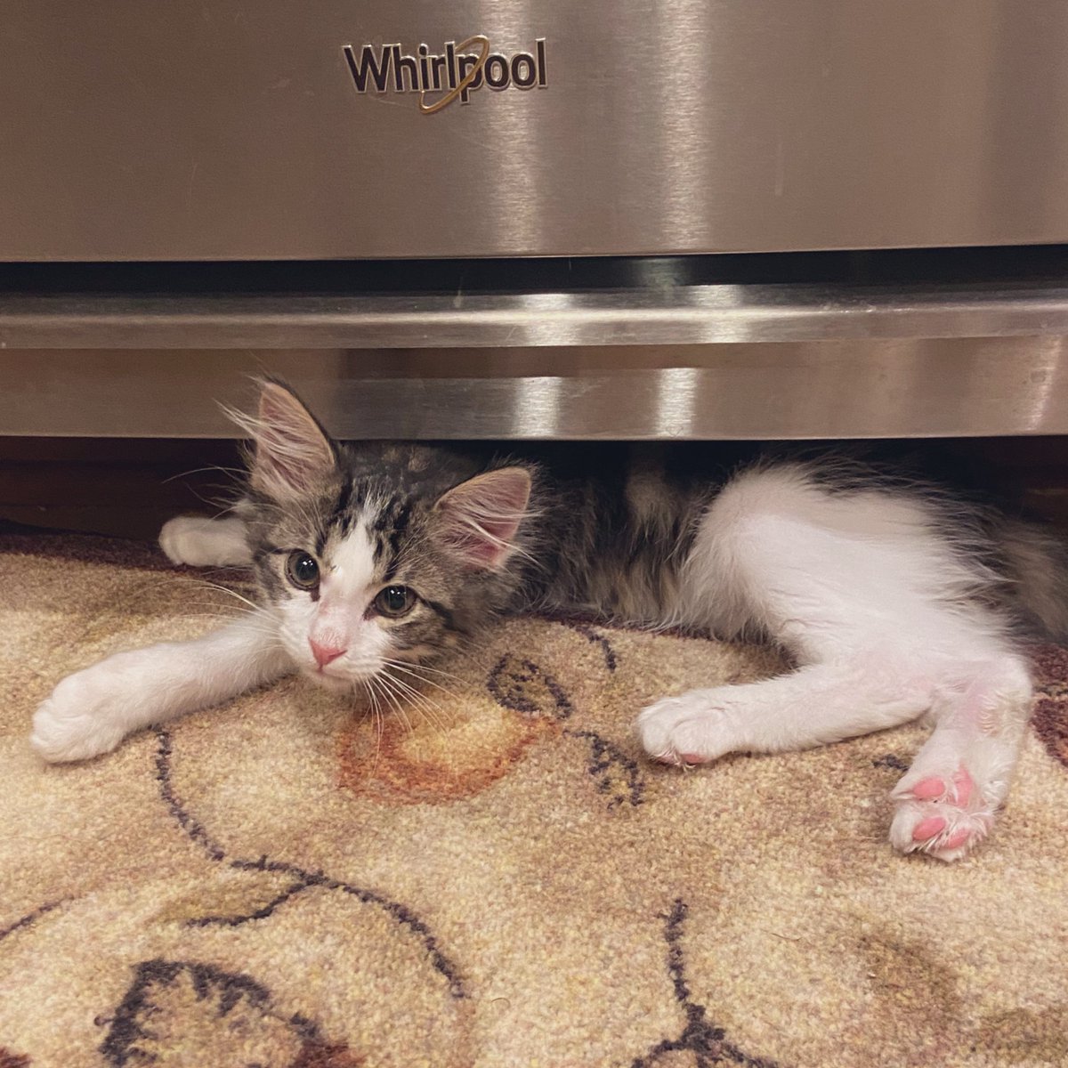 Foster_Fluff's tweet photo. Momโs baking and this oven is keeping me toasty. #MomsHelper #kittens #RoyKent #CatsOfTwitter https://t.co/4CfFYBM6Mt