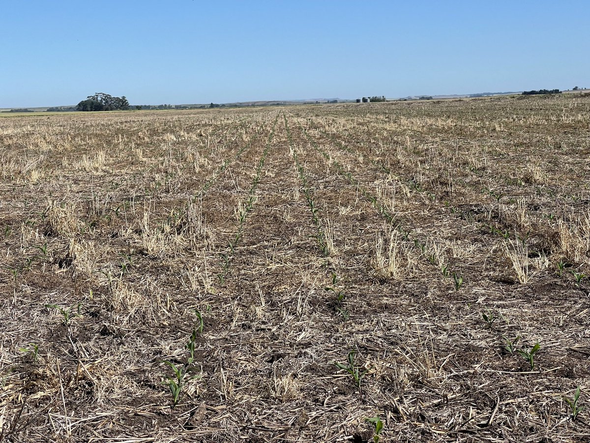 PecoAz's tweet photo. maíz 🌽 tardío en Chillar a la derecha sobre barbecho tradicional, a la izquierda sobre @CS_Divulgacion de vicia + avena Servicio: control de malezas No se observa presencia de brassica rapa sobre zona con @CS_Divulgacion @TandiliaReg #CoverCrops #ServiceCrops #RaicesVivas https://t.co/AR7OrsmNb8