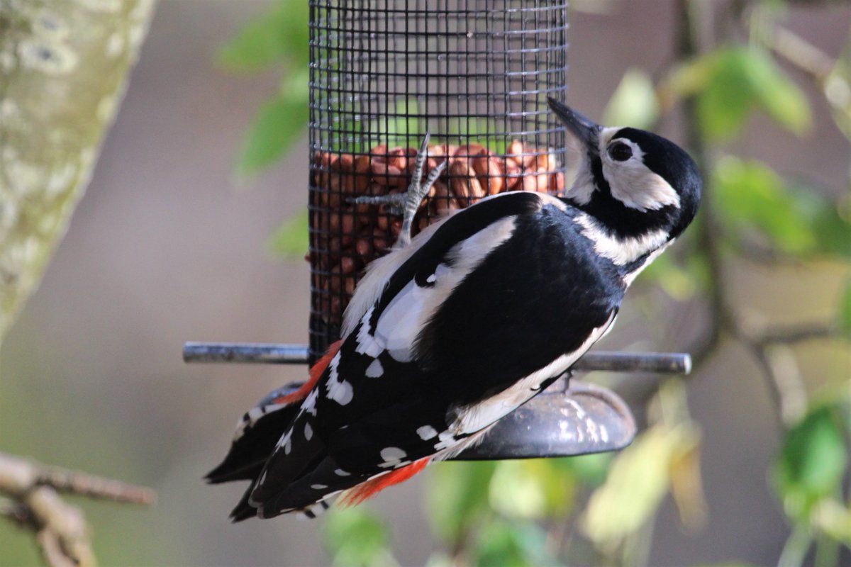 Irish Garden Birds tweet media