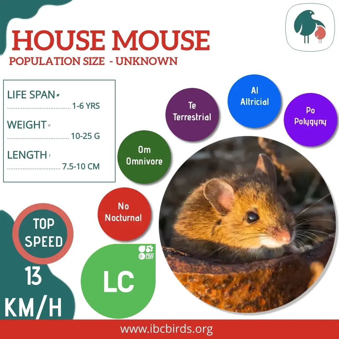 #IBCBIRDS #Mammals⁠
⁠
One of the most abundant and widespread mammals around the globe, the House mouse is found in almost any part of the world (except with Antarctica) due to human travel. ⁠

⁠
#IBCBIRDS #HouseMouse #Mouse