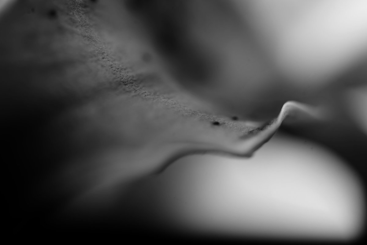 <a href="/Poseidon_SF/">Poseidon DAO</a> Abstract Frames - A collection of 12 unique 1/1 monochrome  Floral Abstract images on <a href="/opensea/">OpenSea</a> 
opensea.io/collection/abs…