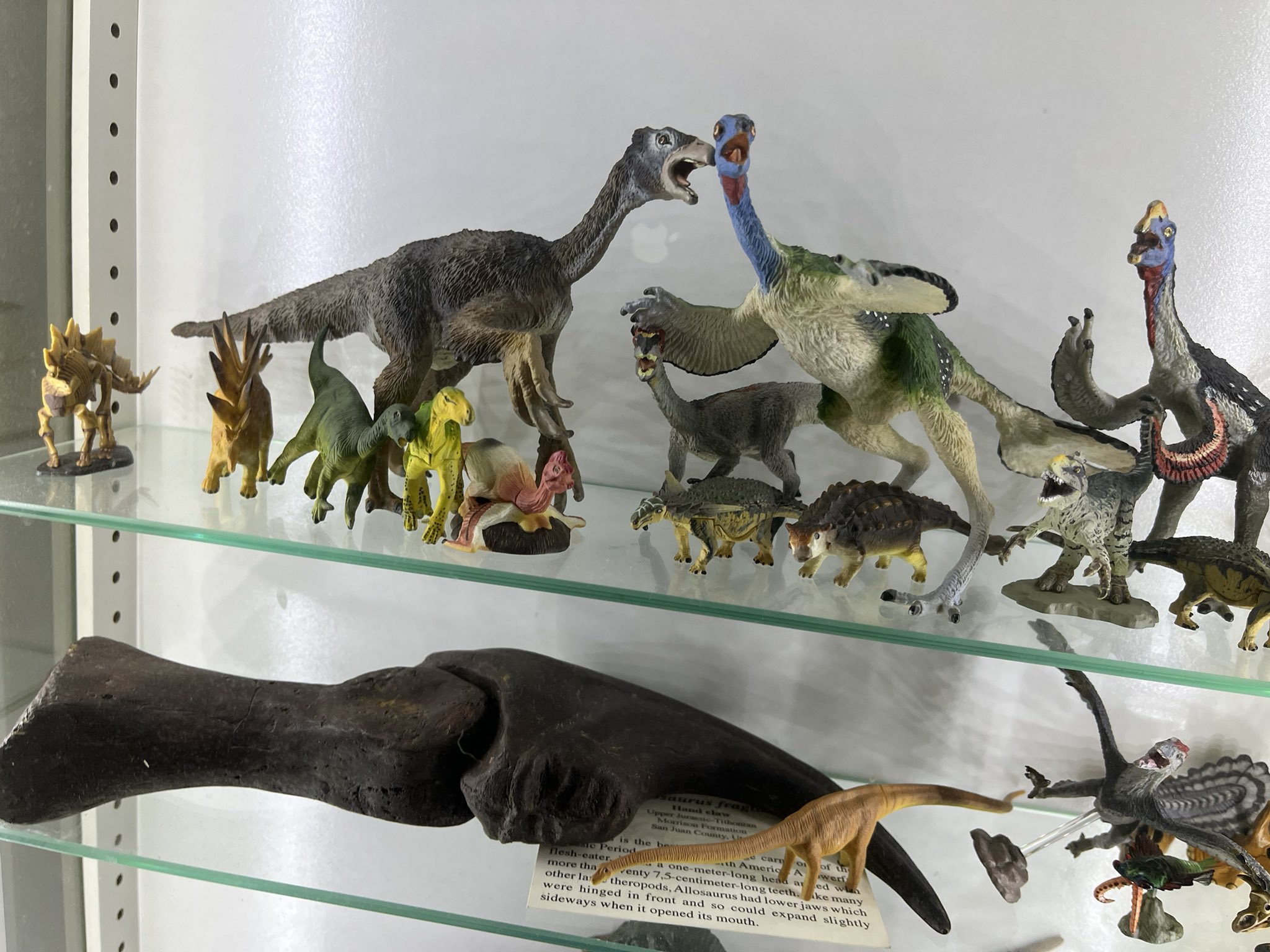 アロサウルス 爪 化石 レプリカ 約174.45mm arr20 【公式通販】