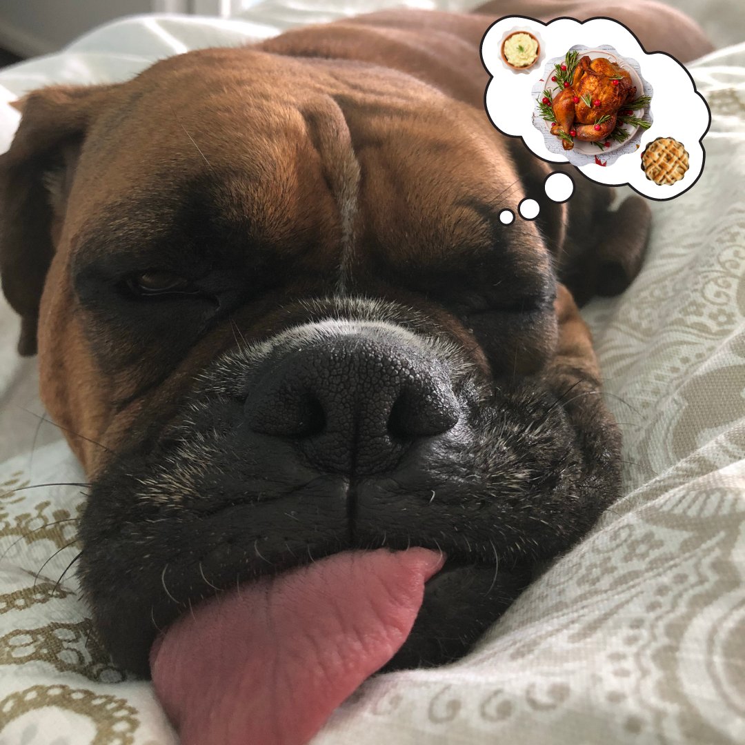 roceyeassoc's tweet photo. We are STUFFED and also closed 🤣 We will be closed through the weekend and resume regular business hours Monday 11/29. We wish you all a great long SLEEPY weekend! #Thanksgiving #FoodComa #Sleepy #ButSoYummy #Closed #LongWeekend #BrightonNY #GreeceNY #RochesterNY https://t.co/gIOerOIDoG