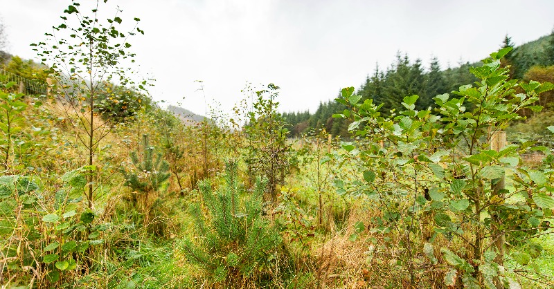 It's been a long #blackfriday! Thanks to everyone today who helped make it a #greenfriday instead and planted native Irish trees with us! 💕🌳 wolfgangreforest.ie