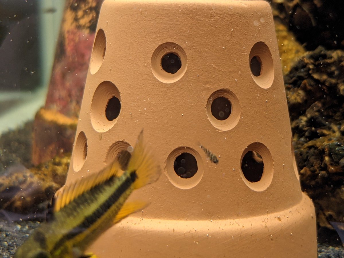 Hannibal13B's tweet photo. 順調に成長しております

#Apistogramma 
#cacatuoides https://t.co/2VzybRNqYk