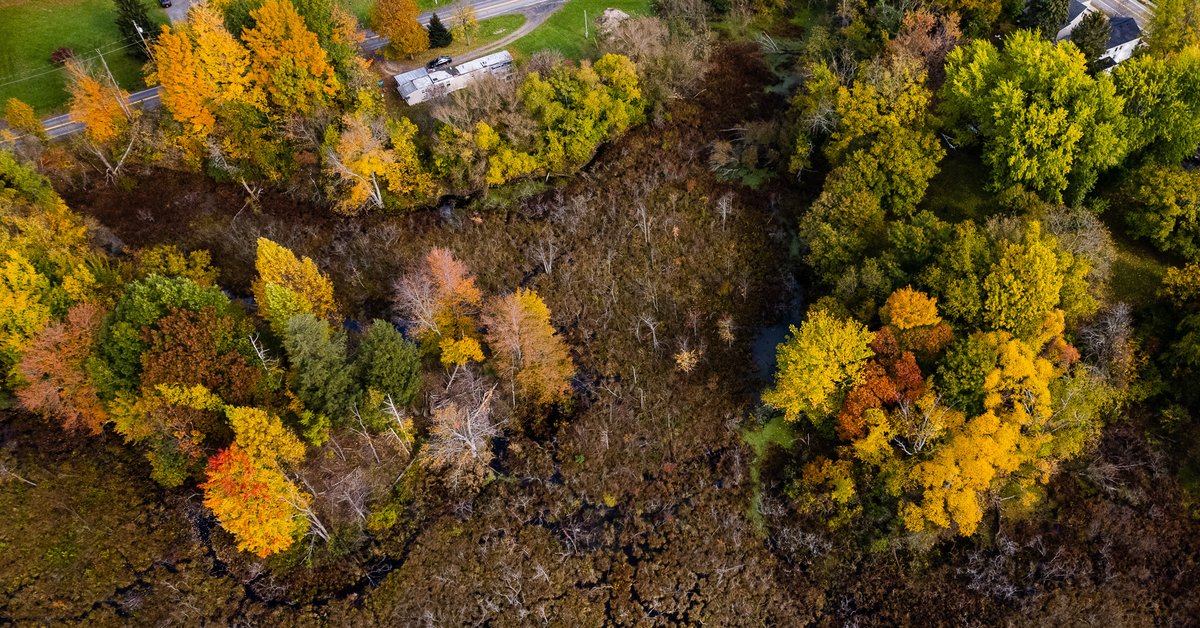 #OptOutside today! Explore Macyville Woods Nature Preserve in Sodus Point or another local spot. Thanks for caring about land &amp; water--from the El Camino Trail to Wayne County farms to wildlife habitat along Lake Ontario. We're thankful for the land and for you!  📷 Adam Montoya