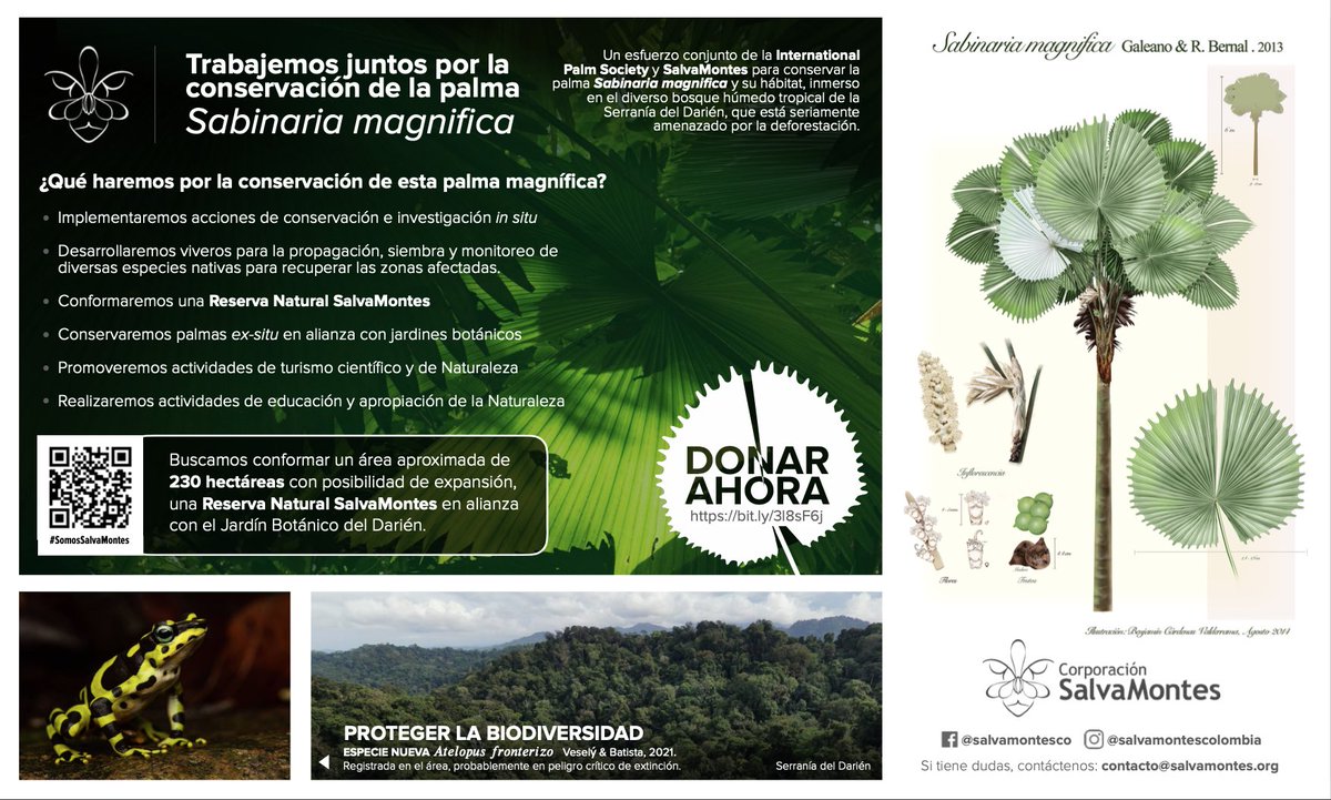 Trabajemos juntos por la conservación de la Sabinaria, una palma magnífica en la Serranía del Darién. Con #SalvaMontes y la <a href="/IPS_PalmSociety/">International Palm Society</a>: gofundme.com/f/IPS-save-the…