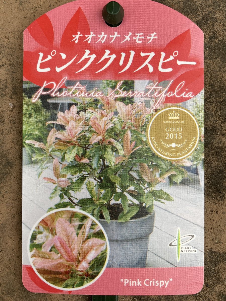 オオカナメモチ Twitter Search Twitter