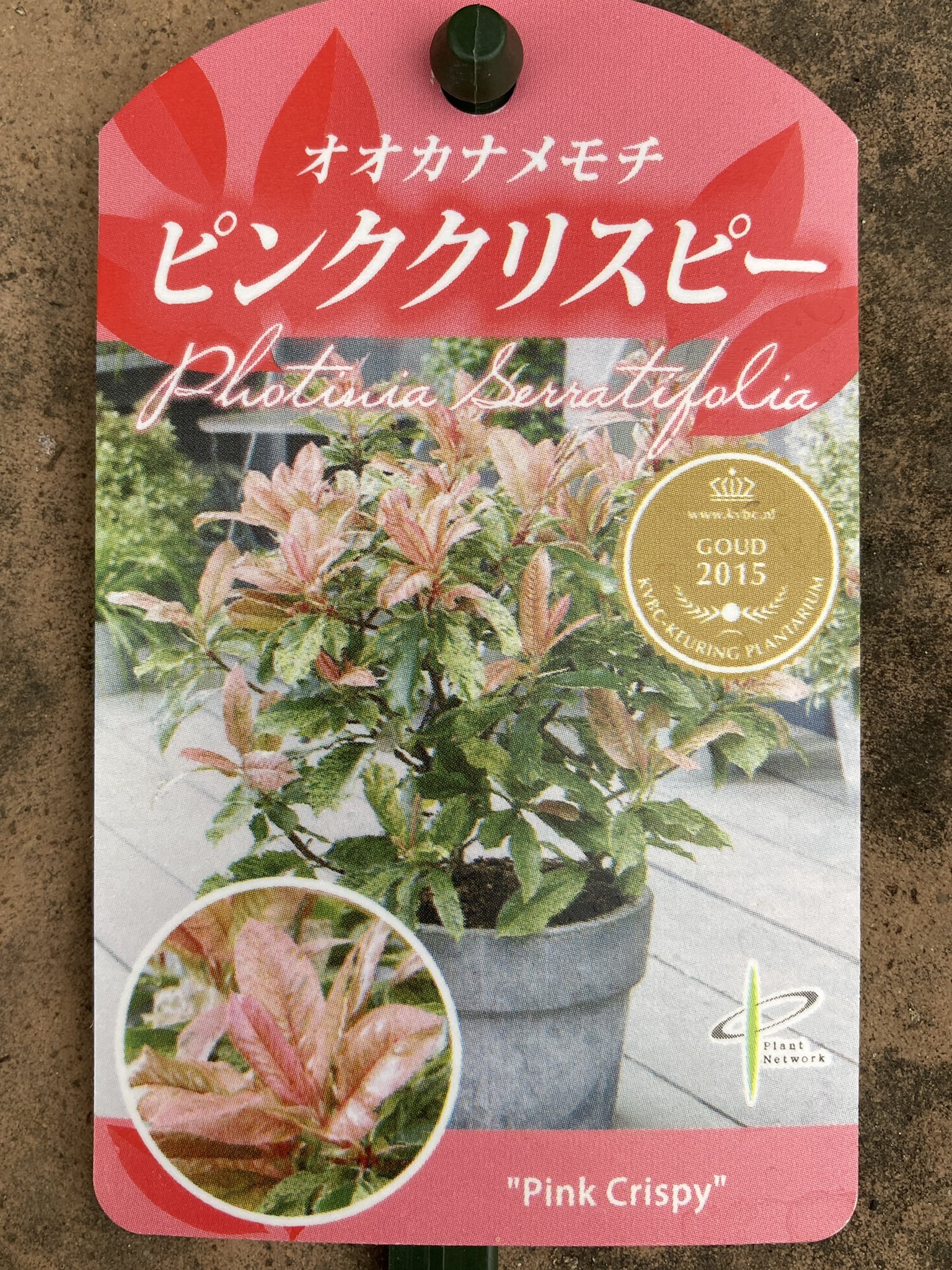 花楽咲庭 オオカナメモチ ピンククリスピー ピンクの葉先が 可愛いらしい 樹高も180cmとコンパクト 小さなお庭のシンボルツリーに良いかもしれませんね 株元にブルークローバーを植えてみました オオカナメモチ ピンククリスピー 小さな庭に