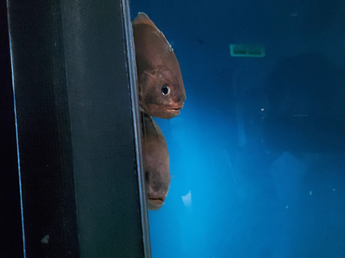 水族館は魚を見て楽しむ場所だけど、魚も人を見て楽しんでいるのかも？