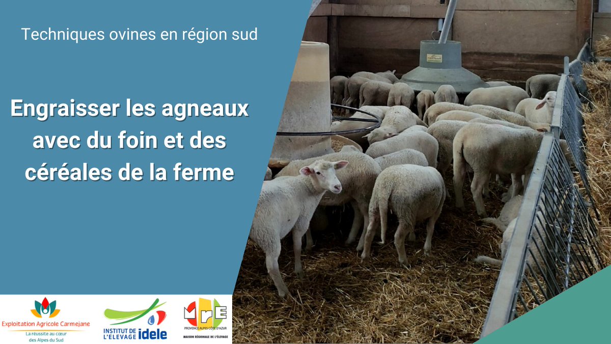 #Ovin Viande | Engraisser les #agneaux 🐑
🔸 L'#alimentation des agneaux à partir de céréales ➡ une économie non négligeable
👉 Prendre en compte :
✅ la qualité de l’apport protéique complémentaire
✅ l’organisation du #travail 
+ d'info : cutt.ly/LTBRHzx
#MRE_paca
