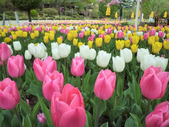 nobuotanaka11's tweet photo. @TpRnyjw 🌷🌷🌷🌷🌷ありがとう🌷🌷🌷🌷🌷🌷
🌷満開に咲き乱れた感謝の花・永遠に 🌷
🌷🌷🌷🌷🌷🌷🌷🌷🌷🌷🌷🌷🌷🌷🌷

勇気と元気で、今度は🌻笑顔の花🌻を満開に‼️ https://t.co/w3MKO30NH4