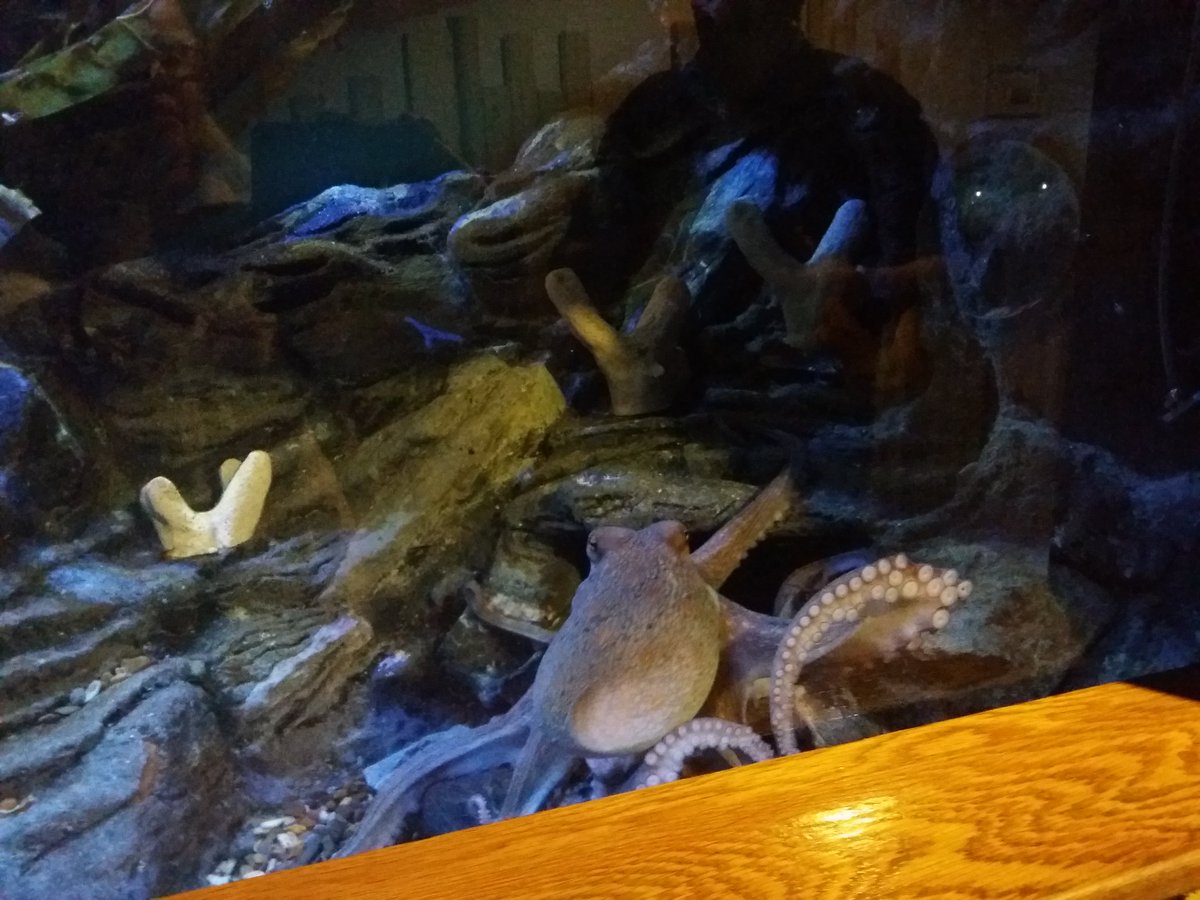 AsquithSue's tweet photo. 7C exploring the aquarium #dhsbccw https://t.co/CtA3GnmotK