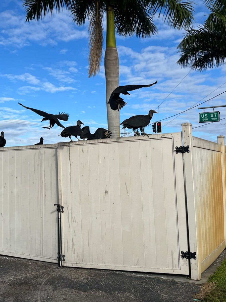 Moore2Music's tweet image. Seen these turkey buzzards yesterday on our way to Palm Beach. Turkey buzzards on Thanksgiving Day? Isn't it ironic?