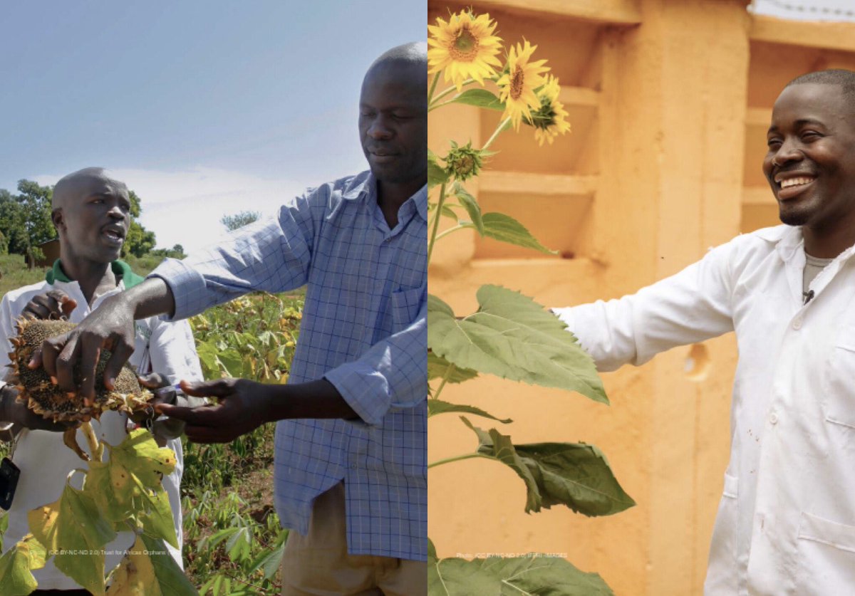 ITC_SITA's tweet photo. Oilseed crops play a crucial role in human diet and industrial application. 📈The consistent and growing demand represents an opportunity for East Africa’s Agriculture sector. https://t.co/n1EYTPkK2h