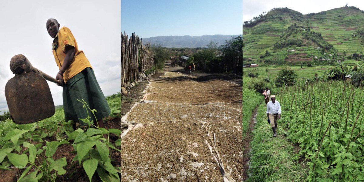 ITC_SITA's tweet photo. A major factor holding back East Africa’s pulses and oilseeds sector is the unavailability of high-quality seeds, 
👉which forces farmers to use old seed material,
👉which leads to lower yield and heightened susceptibility to pests and diseases.

So, what can be done? https://t.co/ZVZ9jBBSmC