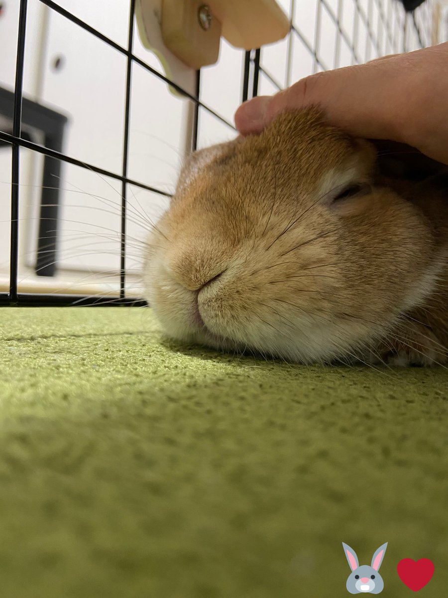 😆:『好きだよー💕
          好きだよー💖
          好きだよー❤️🐰❤️』

…好きなコに好きと伝えて何が悪い🎵😁w笑)

#うさぎ好き
#面倒な自分w