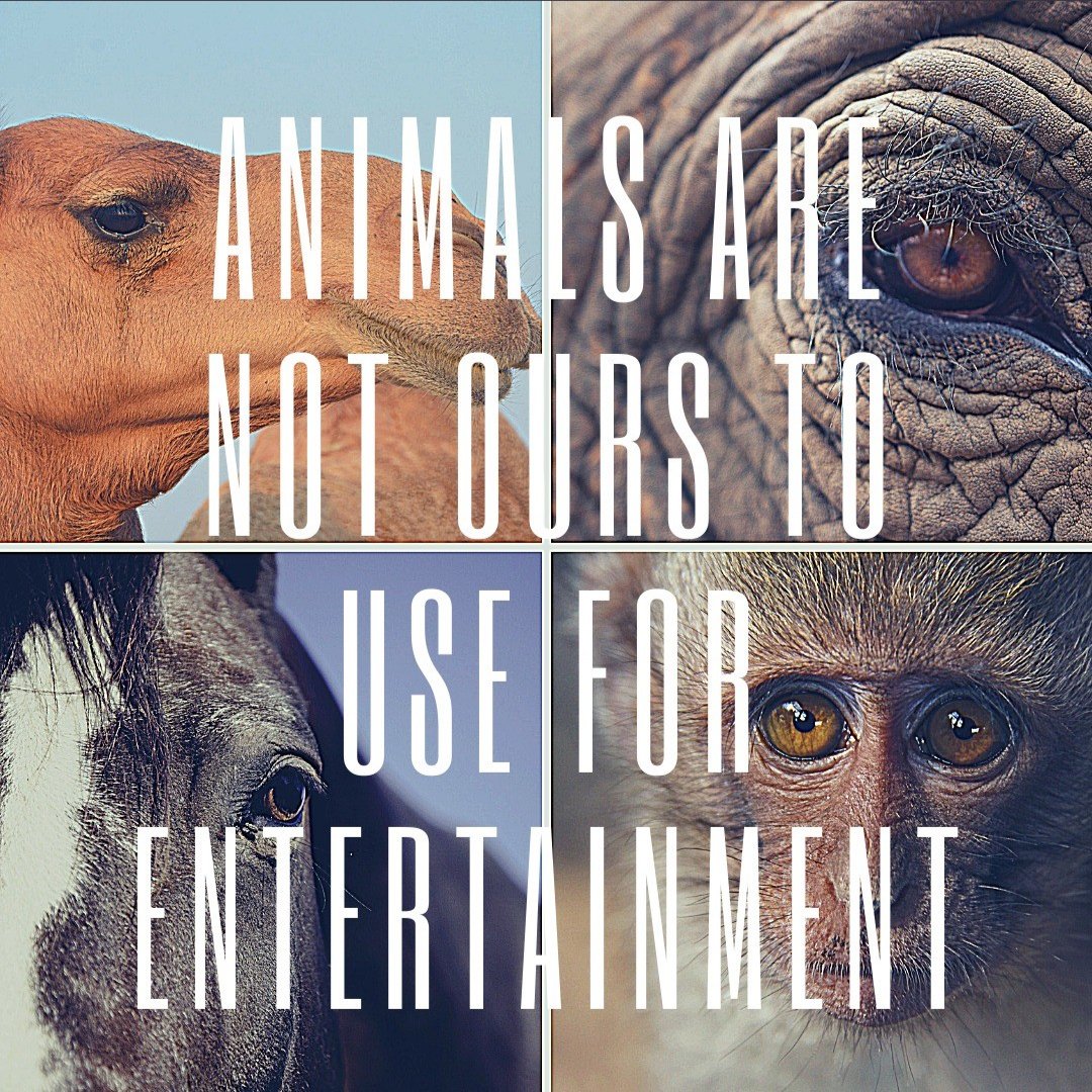 endanicruelty's tweet photo. People are paying to go and  see so called "circus" you are basically paying to see getting animal tortured I can't believe this!!! Take a step against it don't be a fool sitting in the crowd.what if the same happens to you? Think hard.
#StopAnimalCruelty
#stopanimalabuse 
🙏 https://t.co/YZDEnKfDdk