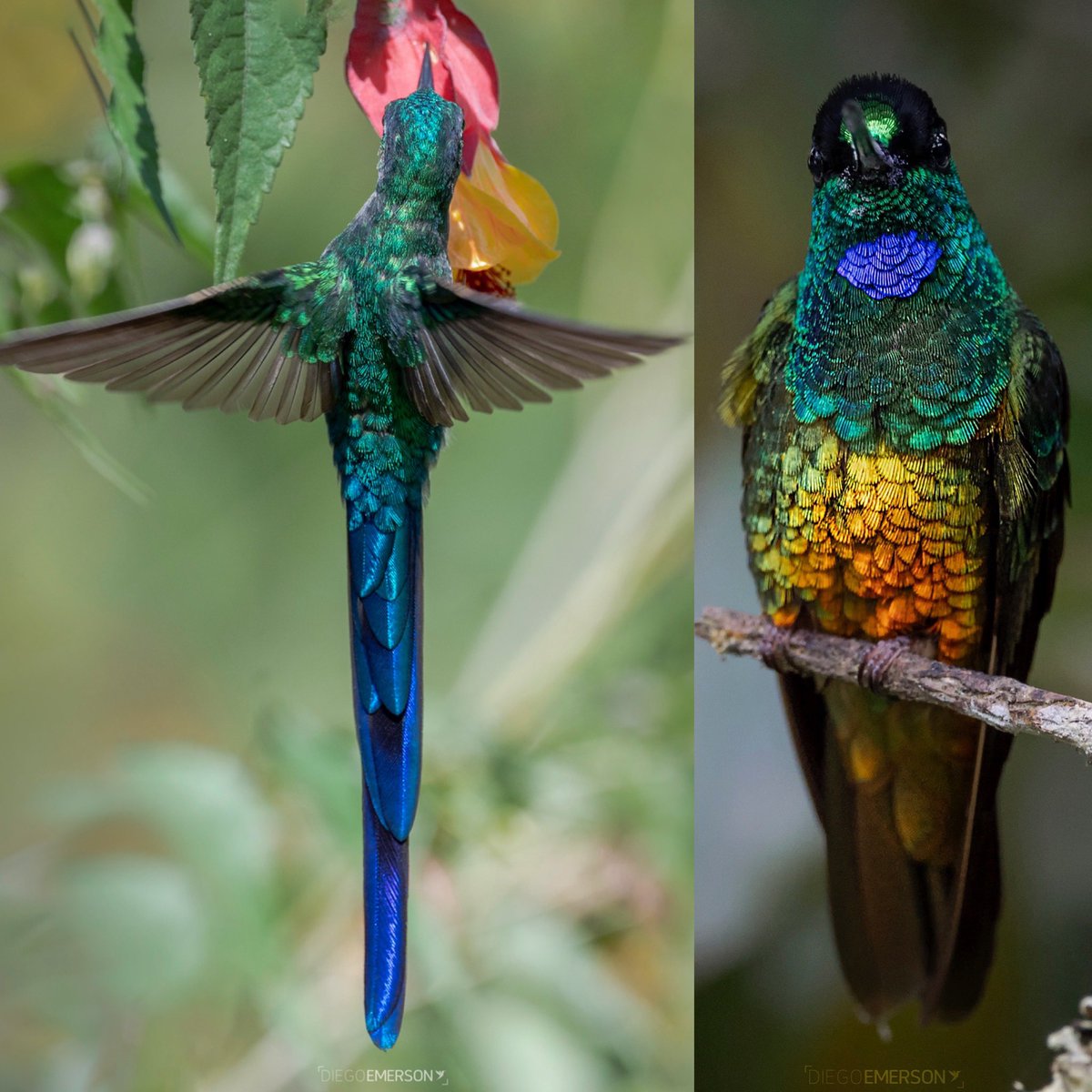 Los colibríes hacen parte del Realismo mágico porque están en el límite entre lo real y lo irreal.