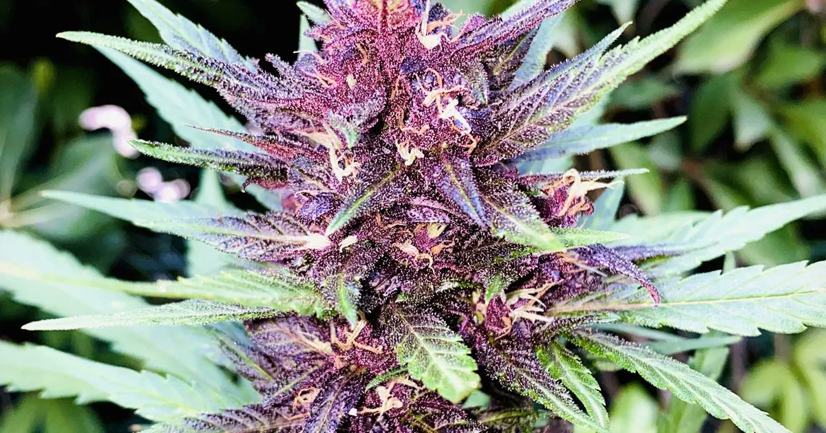 HerbiesSeeds's tweet photo. Breathtaking 🤤
🌿 Seed strain: Devil Cream Auto (Sweet Seeds)
✈️ THC 15-20%
⏱ Autoflowering
🏡 Indoor/outdoor
📷 HirdoWeirdo (growdiaries)
#herbiesseeds #seedbank #fastbuds #grower #autoflower #feminized #plant #sweetseeds #seeds #dnagenetics #devilcreamauto https://t.co/WQ14t1r0Y6
