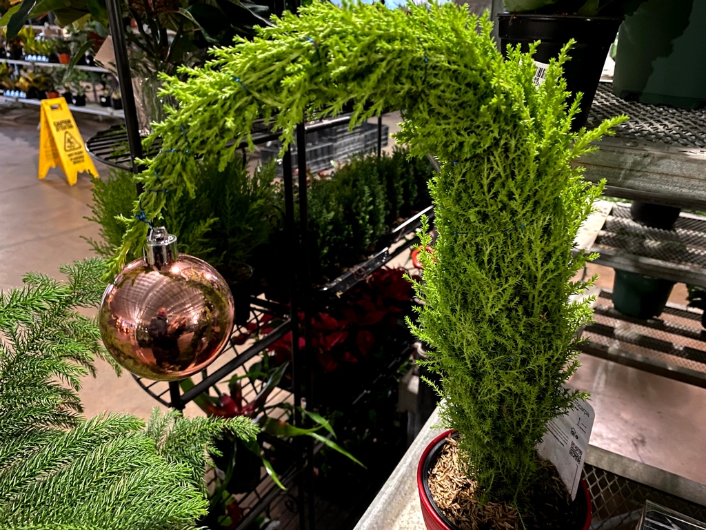 greengategarden's tweet photo. Cypresses are an ancient family of trees that include junipers, giant redwoods & sequoias. Decorate with an ornament to make a unique gift or use as a miniature Christmas tree in a small space! https://t.co/bBDdZC5OOu #yycchristmas #grinchtree #shoplocalyyc #yycliving https://t.co/Fk39YE3lkl