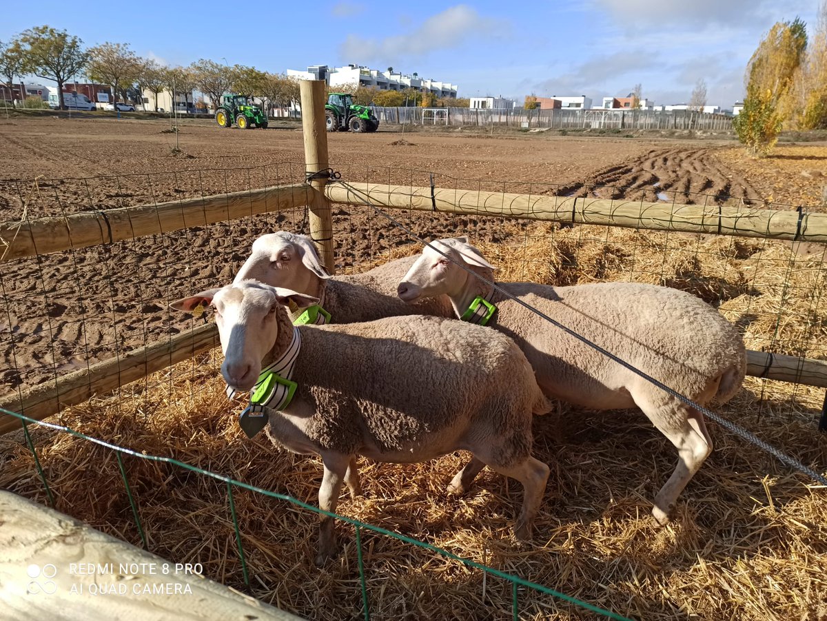 Cattlechain tweet media