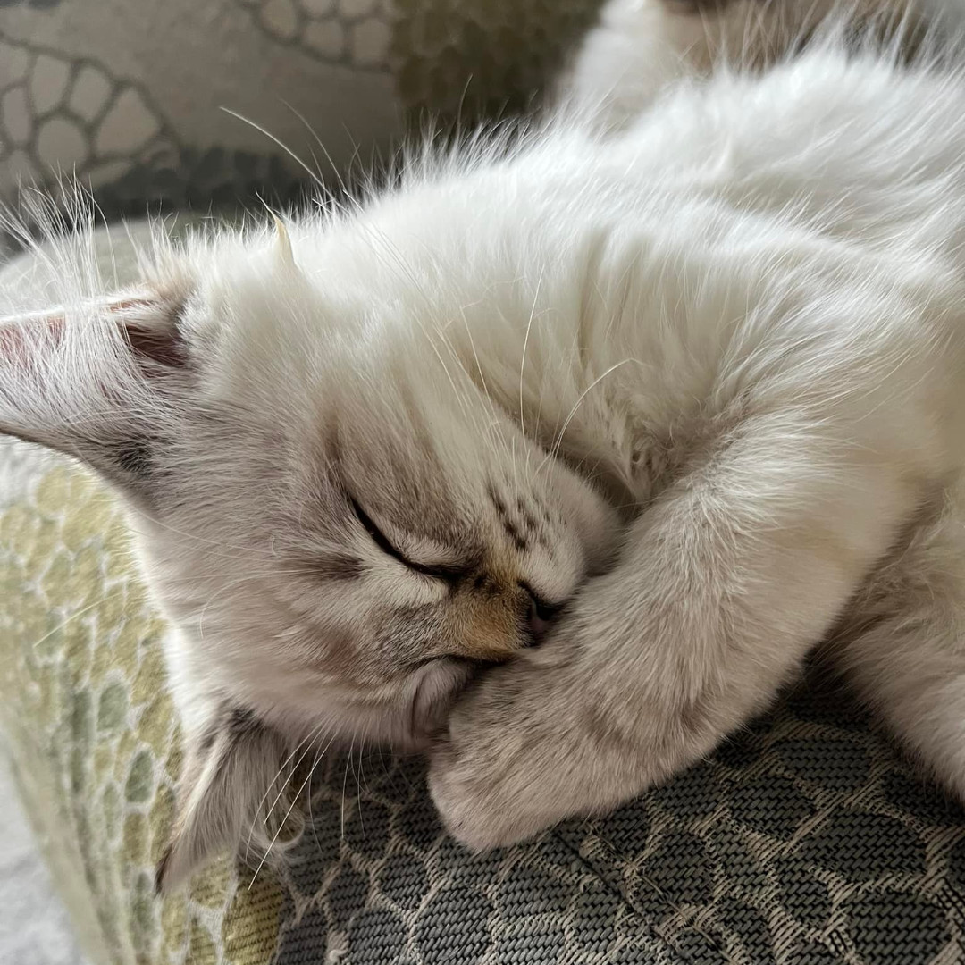 MEOWFoundation's tweet photo. Someone's getting an early start to the weekend π΄ Happy Friday from Emery and Elspeth! Photos by their awesome foster mom β€οΈ
#siamesecross #kittensofinstagram #dailycute #love #meowfoundation #adoptdontshop #calgarycats #petsofyyc #yycliving #sleepingcats https://t.co/mUFd2oXBz2
